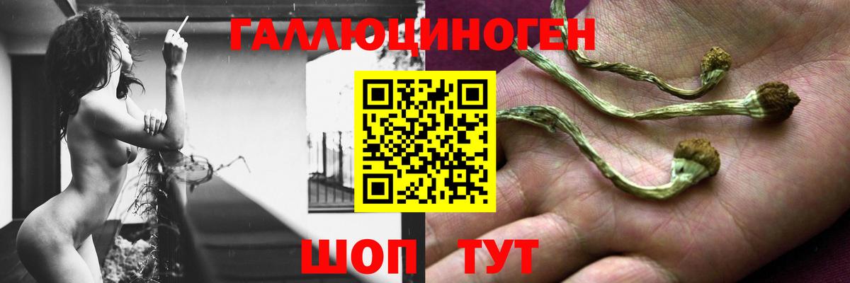 Псилоцибиновые грибы мицелий Тутаев